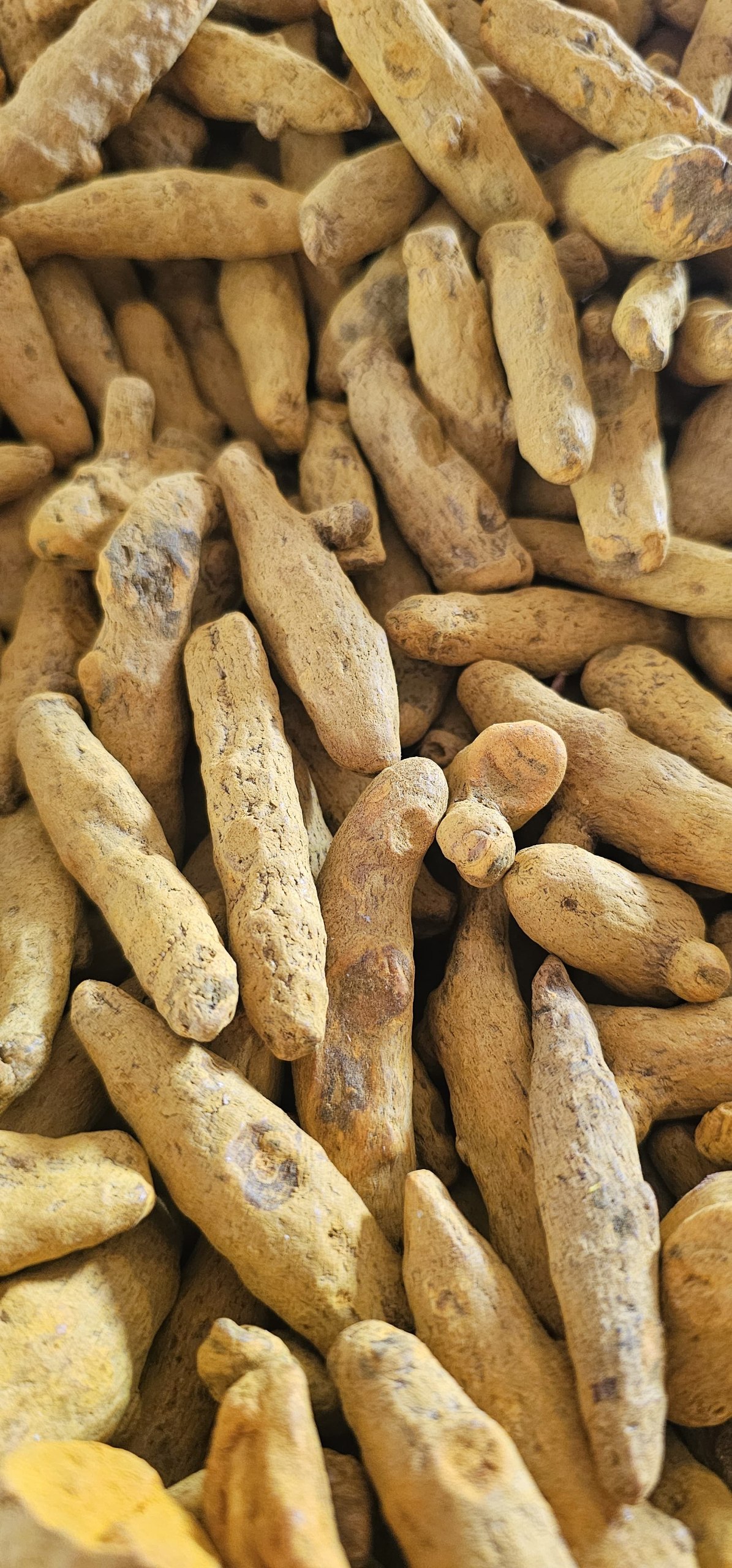 Kurkuma — naturalny barwnik dający ciepłe żółcienie w dywanach marokańskich